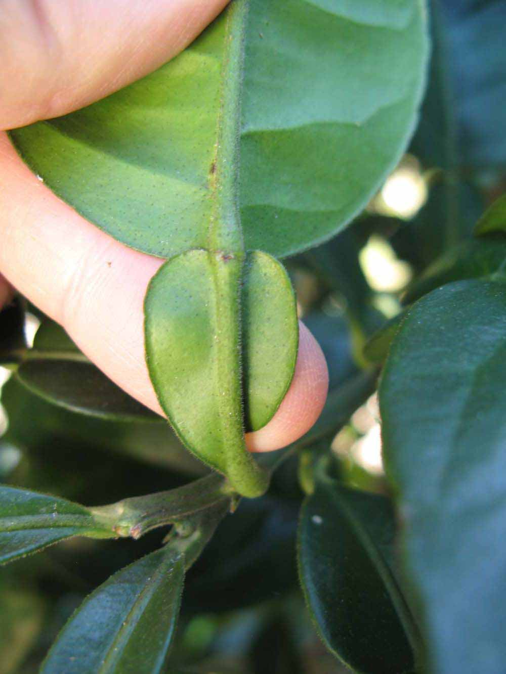              Petiole (Winter Haven, FL)       